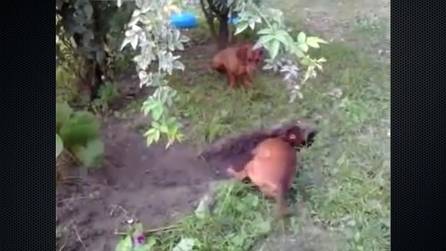 Собачьи дела. Милые и смешные собаки