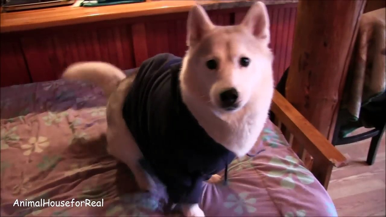 Siberian Husky's Reaction to Super Bowl XLIX-uAZU6fpaGU8