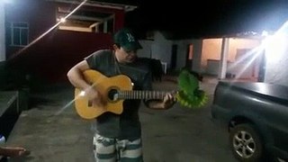 parrot and guitarist duet Funny Video