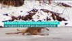 Etats-Unis : un cerf bloqué sur la glace a été sauvé par des passants