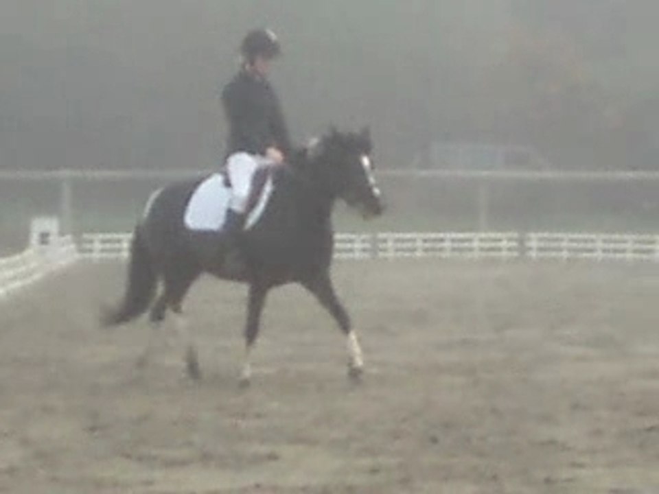 dressage