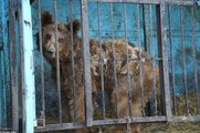 O Zoo Mais Triste Do Mundo: Animais Abandonados Para Morrer Num Zoo Da Arménia!