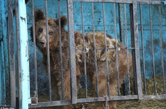 O Zoo Mais Triste Do Mundo: Animais Abandonados Para Morrer Num Zoo Da Arménia!
