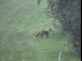 Renards au petit matin 09-09-2007