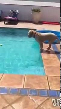 Прикол про собаку порвал интернет. Смотреть до конца