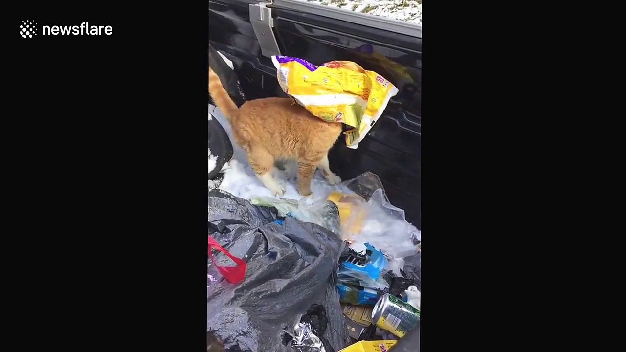 Cat with head stuck in pizza bag gets rescued by dog
