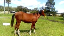 Cavalo diverte-se à grande com galinha de borracha