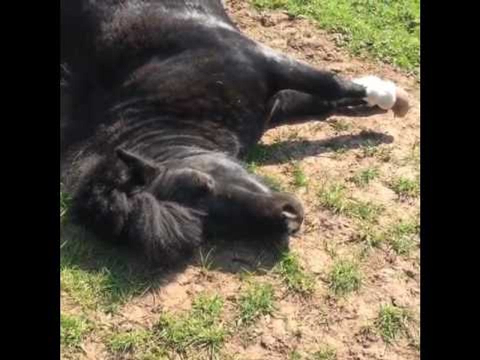 Miniature Horse Loves His Bouncy Ball