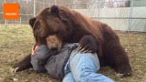 Enormous Kodiak Bear Loves to Cuddle