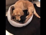 Golden Retriever Snuggles With His Pug Pal
