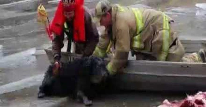 Firefighters Save Dog Stranded on Icy River in Madison County, Iowa