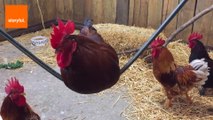 Chicken Swings on Rope