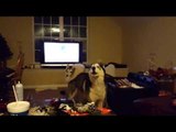 When Huskies Watch Videos of Other Huskies, This Happens