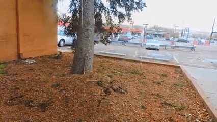 Tree Falls on Car During Windstorm
