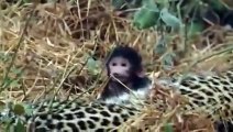 Un leopardo scopre il cucciolo della sua preda e... è incredibile come si comporta!