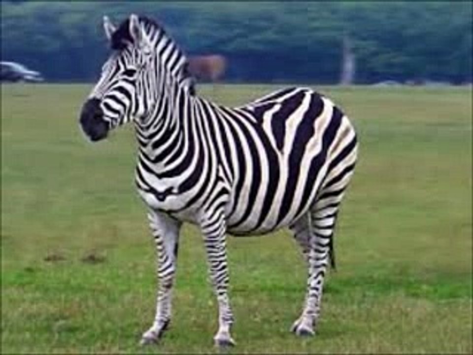 zebra sesi