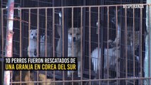 Rescatan cientos de perros que estaban listos para ser consumidos en Corea del Sur