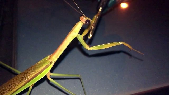 Preying Mantis Attacks