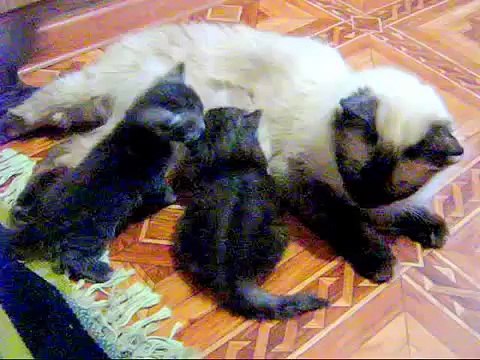 Забавные животные Милейшие котята