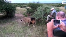 Turistas quedan en shock luego que león estuviera a centímetros de su Jeep