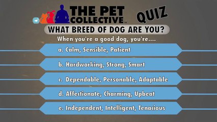 What Breed of Dog Are You_ (Video Quiz)