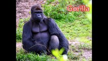 Gorilla- Animals for Children Kids Videos Kindergarten Preschool Learning Toddlers Sounds Songs Zoo
