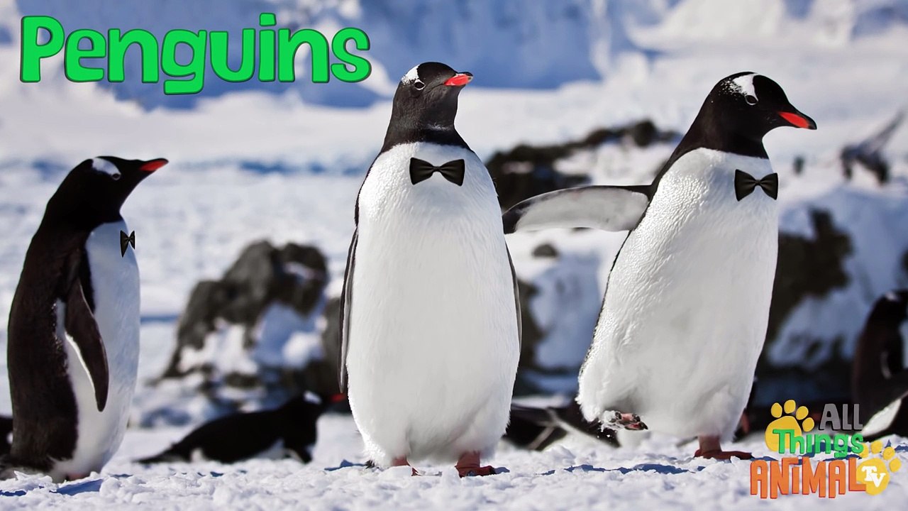 PENGUINS- Animals for children. Kids videos. Kindergarten   Preschool learning