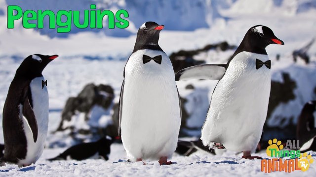 PENGUINS- Animals for children. Kids videos. Kindergarten Preschool learning