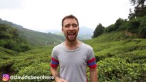Top Things to Do in the Cameron Highlands, Malaysia