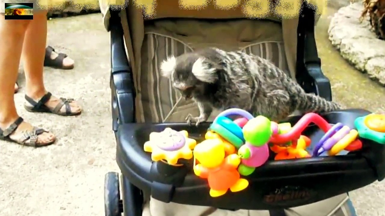 Cute Monkeys in a Baby Buggy-Hsj8Cbc52KI