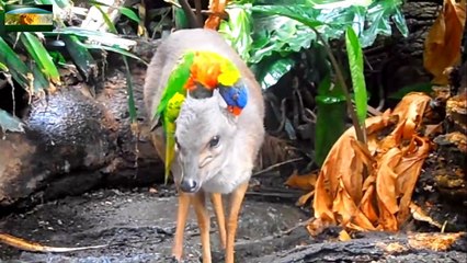 Cutest Antelope 'Horse' -  das niedlichste 'Antilopenpferd'-BuQv4K6RPZI