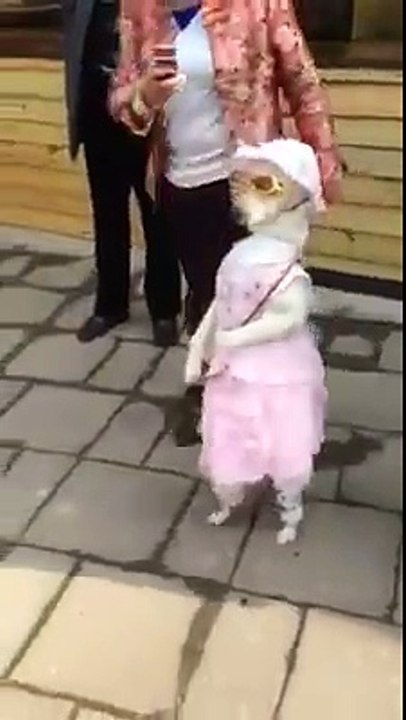 New Celebrity