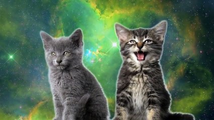 Поющие котята