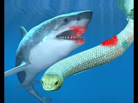 Angry Shark Attack Sea Snake