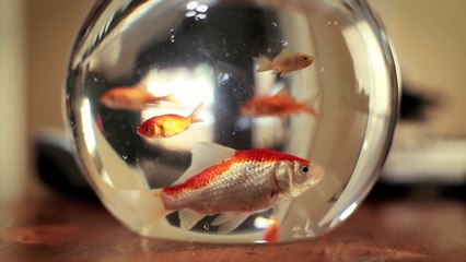 Jedi Kitten - The Force Awakens-IwT7BHztBIU