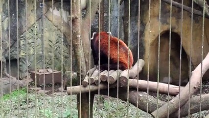 很不賞臉的小貓熊-20160421台北動物園