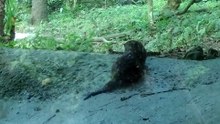 水獺搶東西吃-20160421台北動物園
