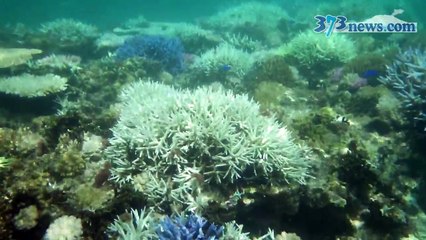 奄美サンゴ白化-SixUqpZ4Hh4