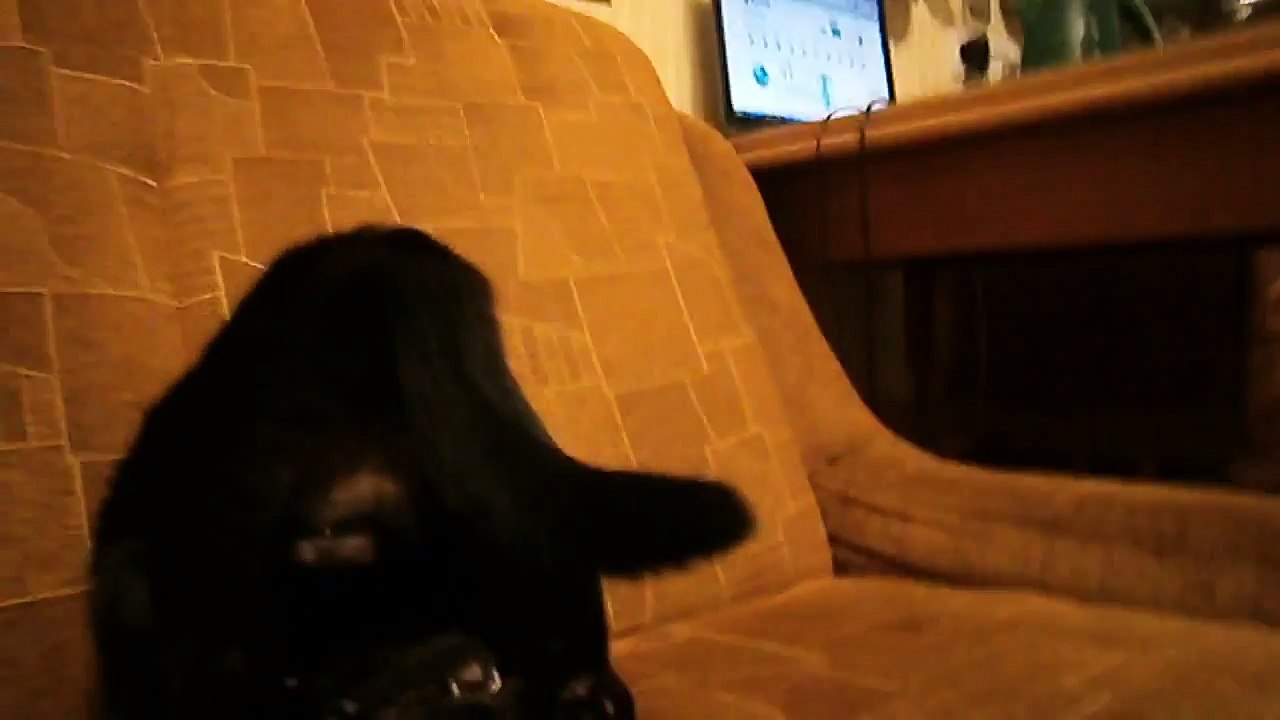 Кот-йог)