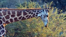 Giraffes for Kids  Learn about Giraffes - FreeSchool