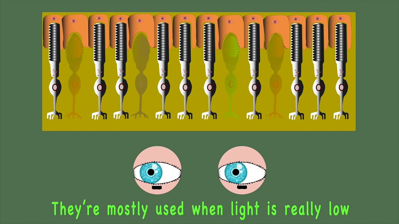 The Human Body for Kids Learn about the Human Body for Children Eye Song for Children