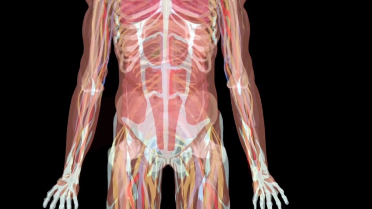 The Human Body for Kids Learn about the Human Body for Children Stomach Song for Kids