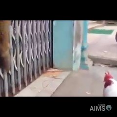 Funny-Monkey-and-Cock-video-Aims-Studio-Dailymotion