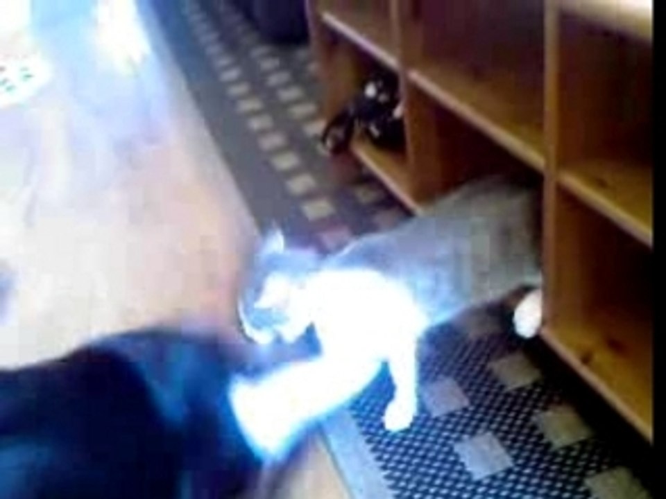 Fight club animals