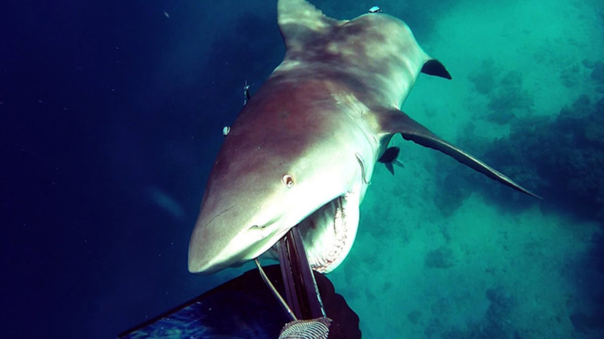 Il se fait attaque par un requin bouledogue