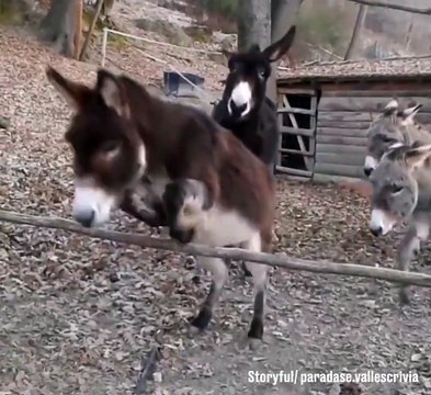 Le 3e âne est beaucoup plus intelligent que ses congénères