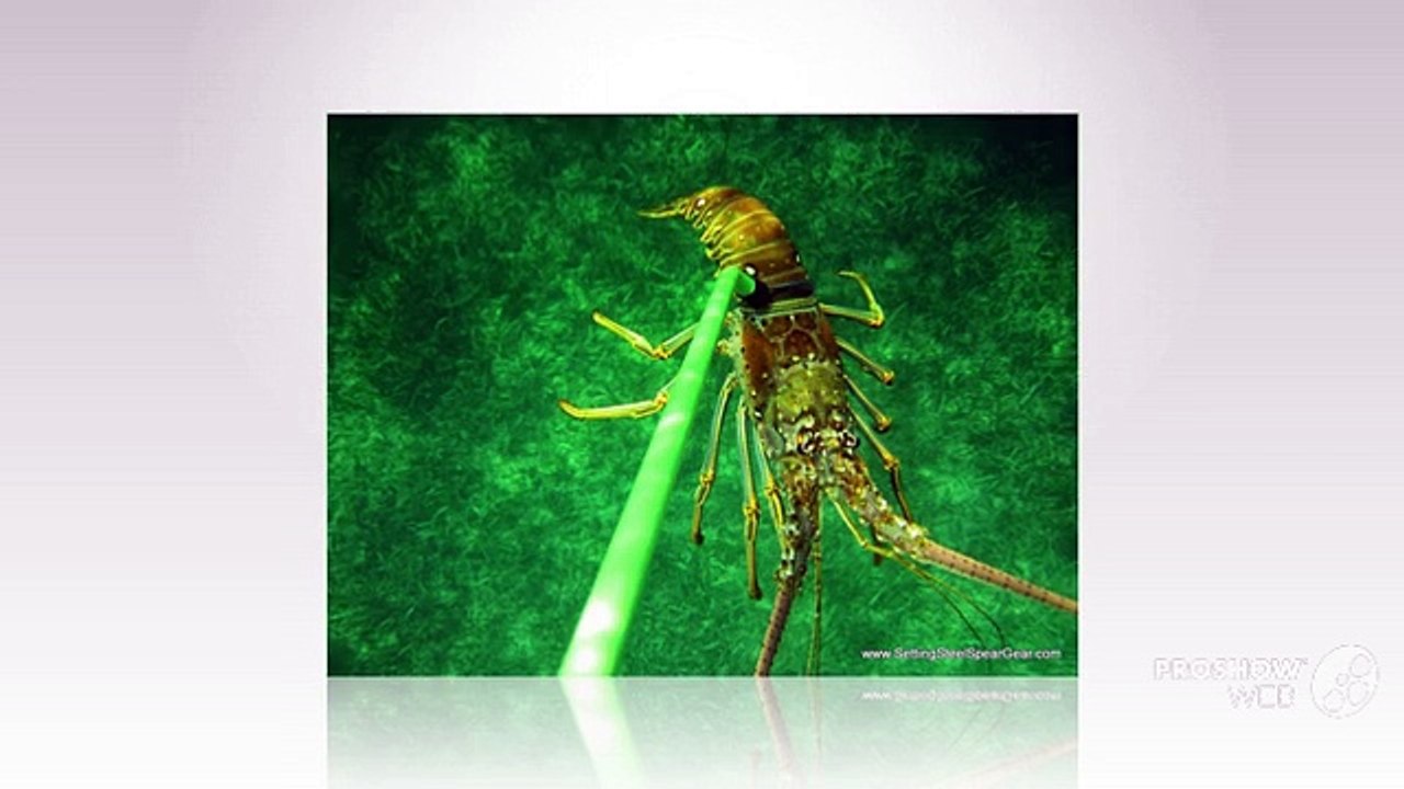 Important Tools Used For Lobster Diving