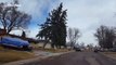 Large tree blown over in 90 mph winds during Colorado storm