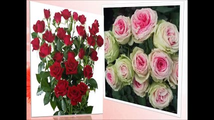 Wholesale Flowers - www.wholeblossoms.com