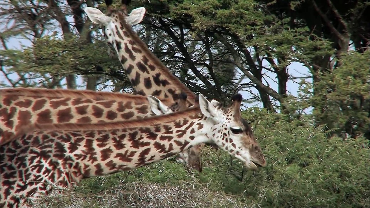 The Greatest Animal Migration